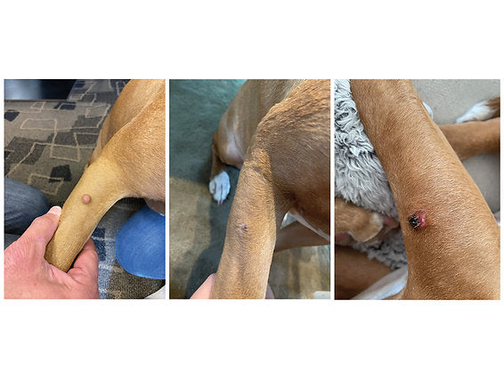 CRYOMEGA® VET KRYOSIRURGIKIT - DUBBEL